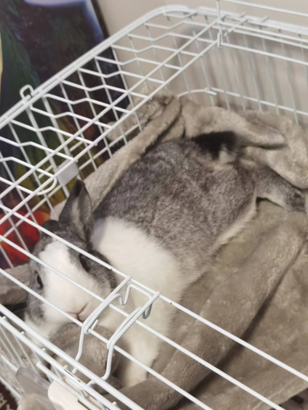 This is Tofu